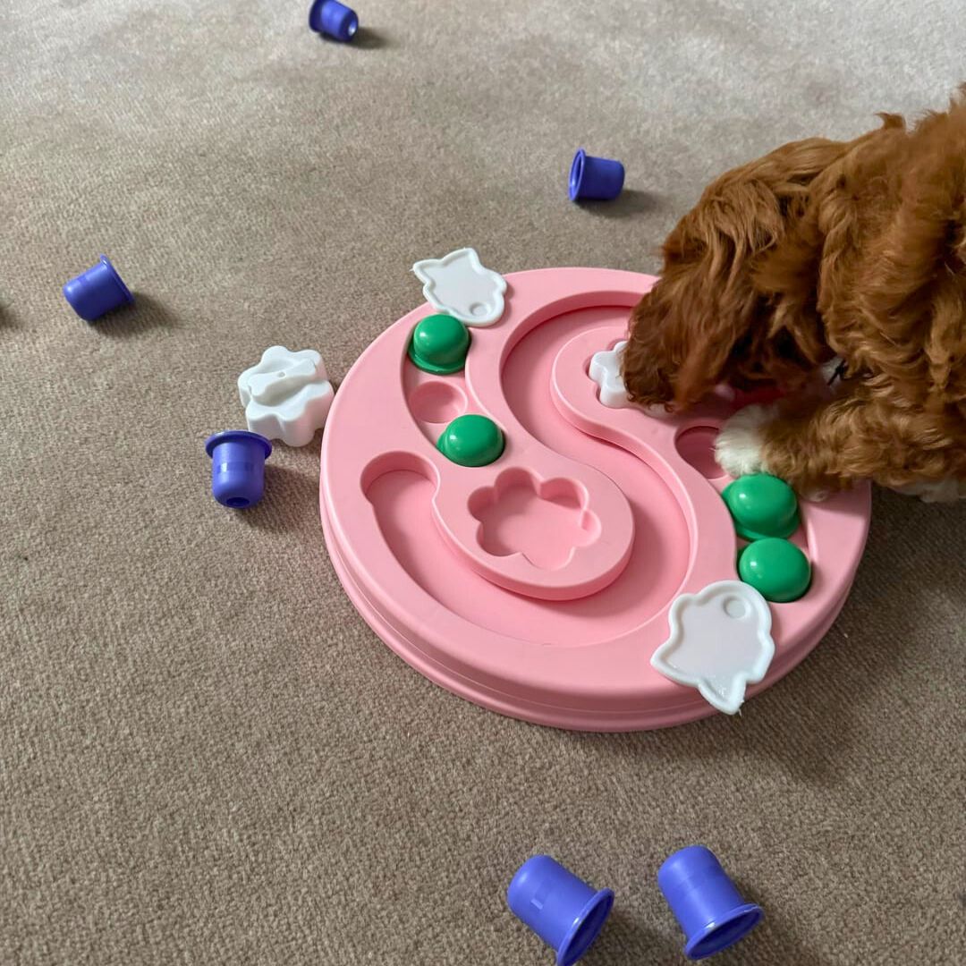 Interaktivna pasja igrača Spin & Slide