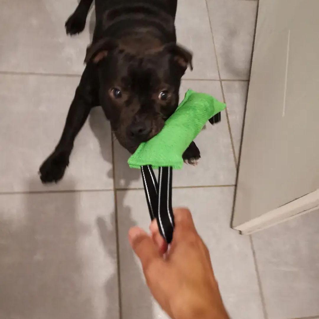 Aport vlečka za trening