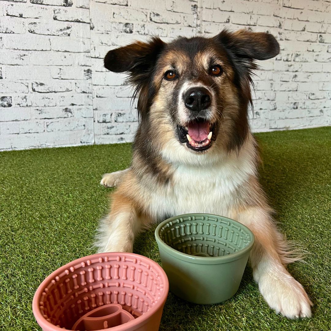 Pasja posoda Cup maze 2 v 1