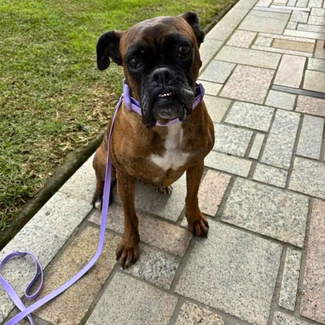 Rain Paw vodoodporen komplet - povodec in ovratnica