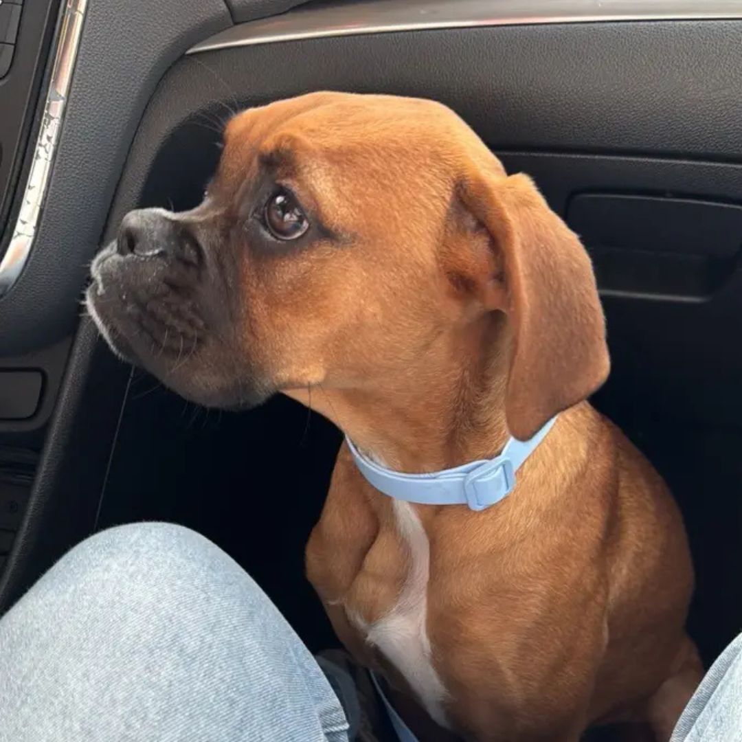 Rain Paw - vodoodporna ovratnica