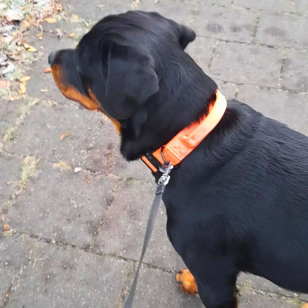 Tactical Paw - taktična ovratnica z ročajem