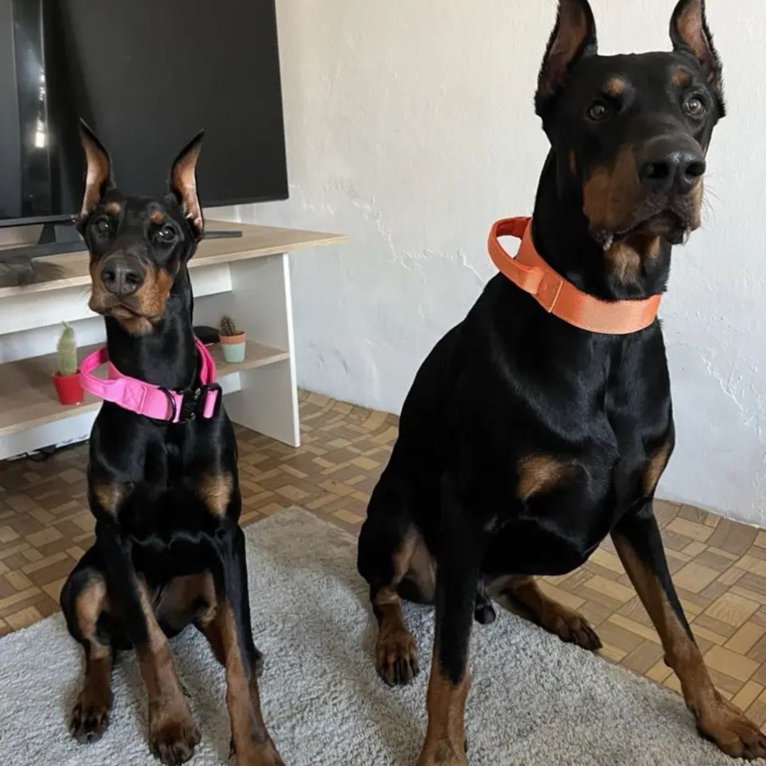 Tactical Paw - taktična ovratnica z ročajem