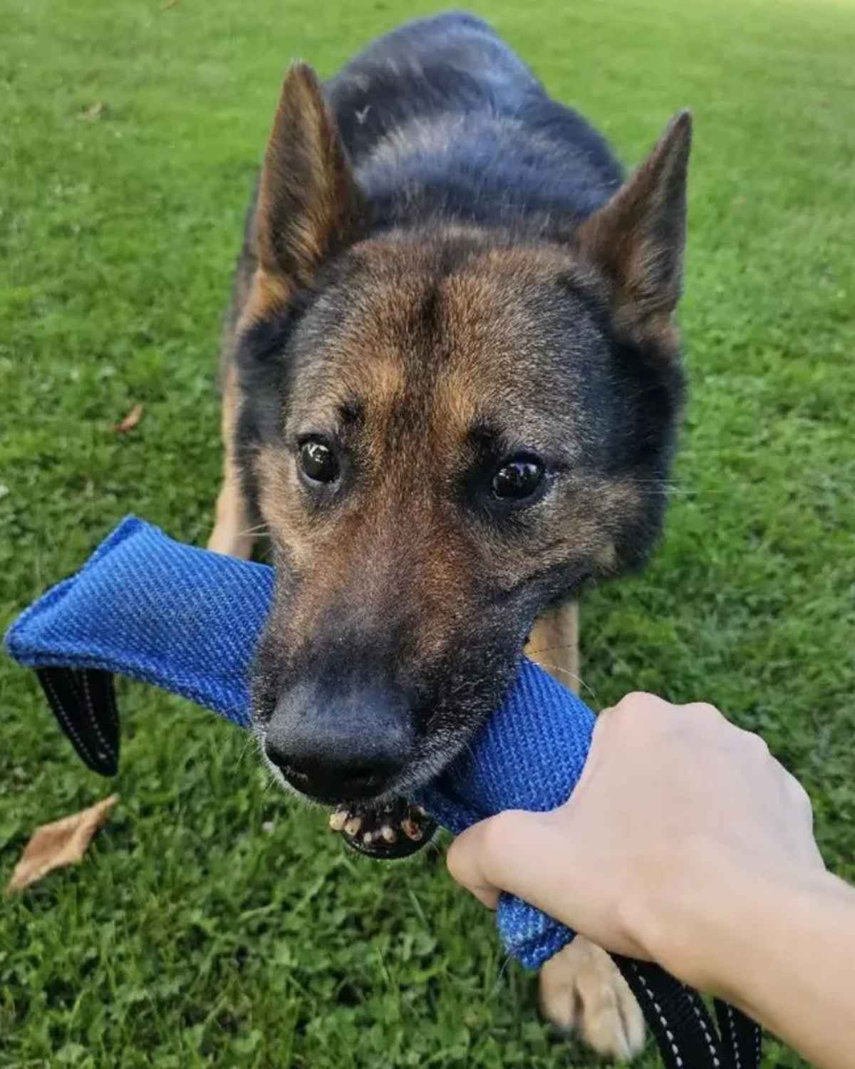 Off Leash Tug Pro