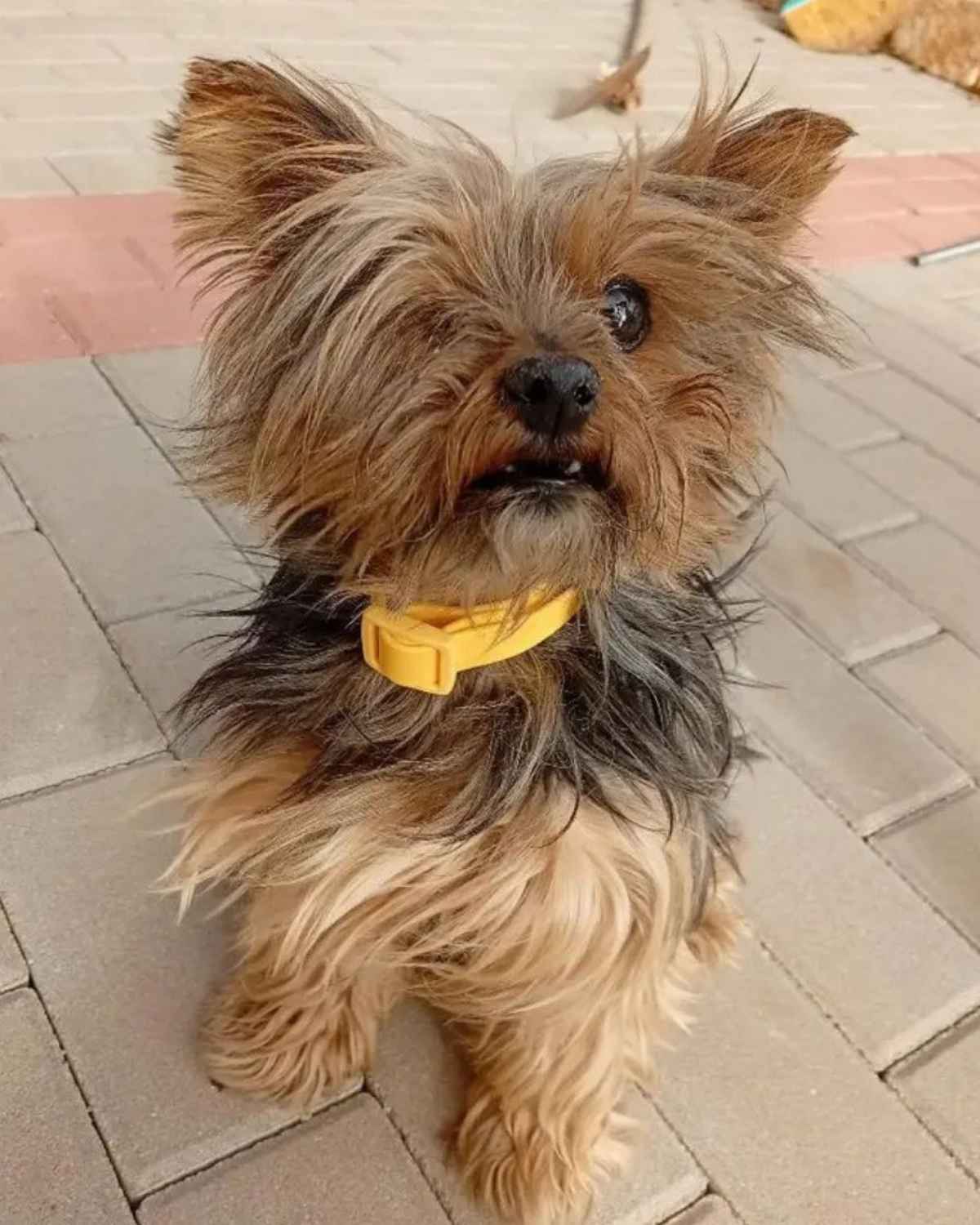 Off Leash Rain Collar