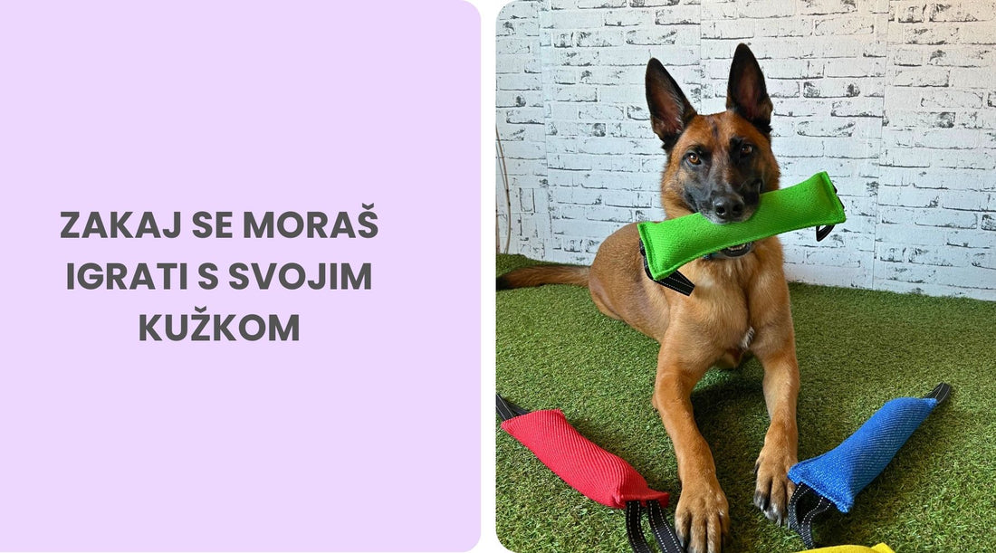 Pomembnost igrač in igre v pasjem življenju