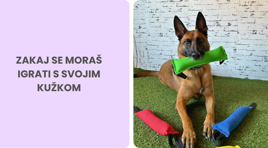 Pomembnost igrač in igre v pasjem življenju