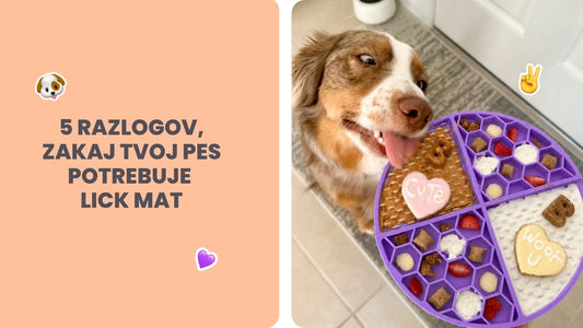 5 razlogov, zakaj tvoj pes potrebuje lick mat