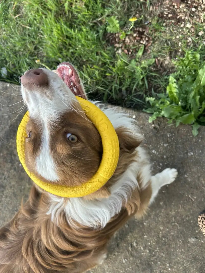 Off Leash Play Kit