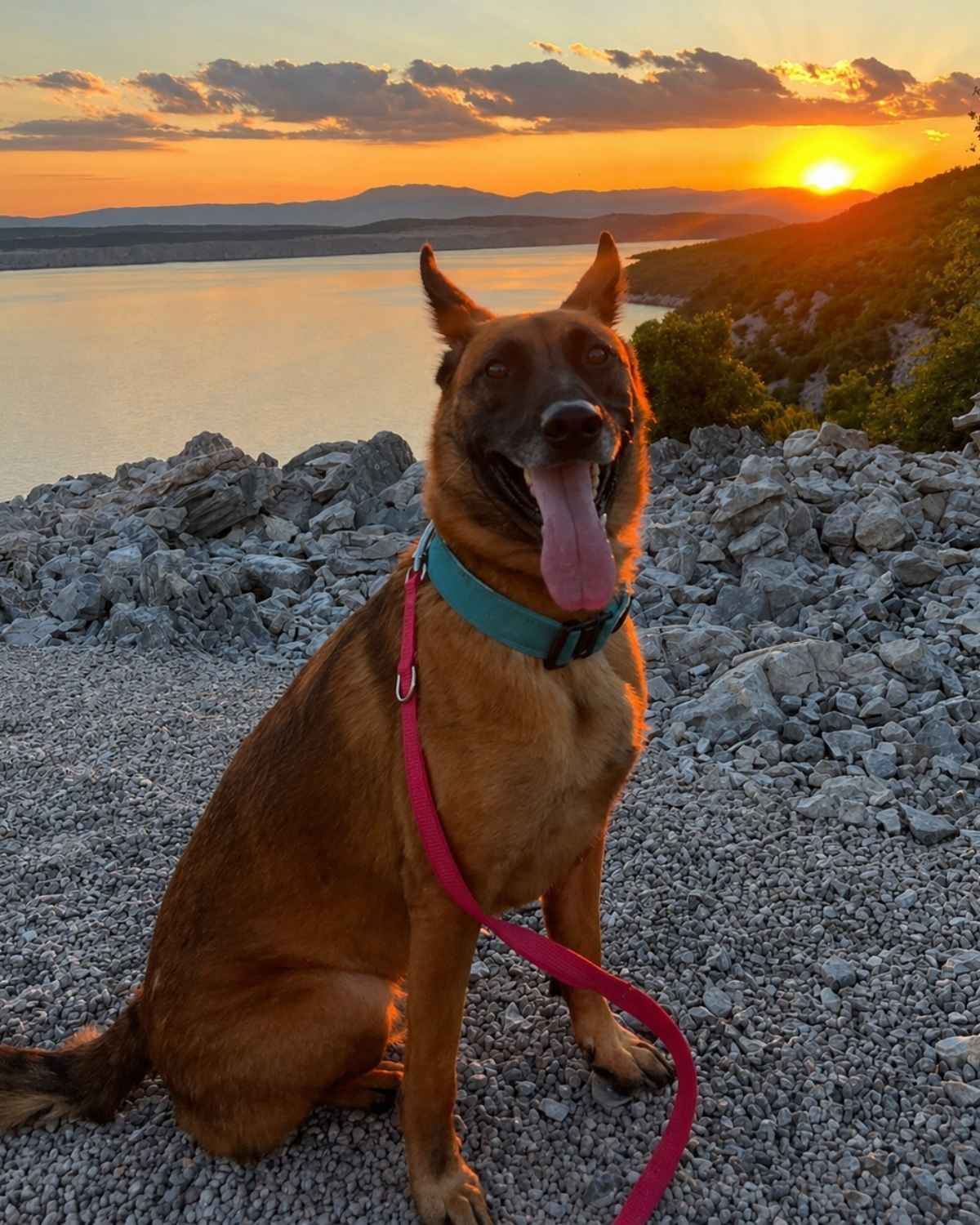 Off Leash Grip Collar