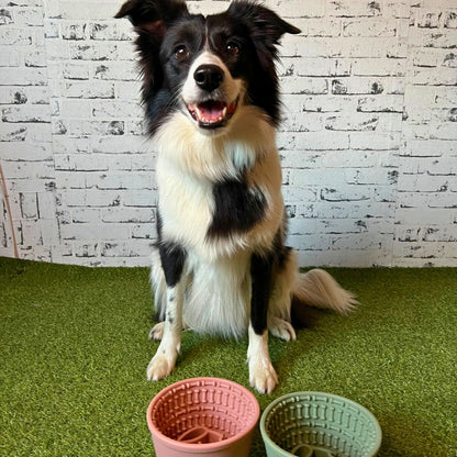 Pasja posoda Cup maze 2 v 1