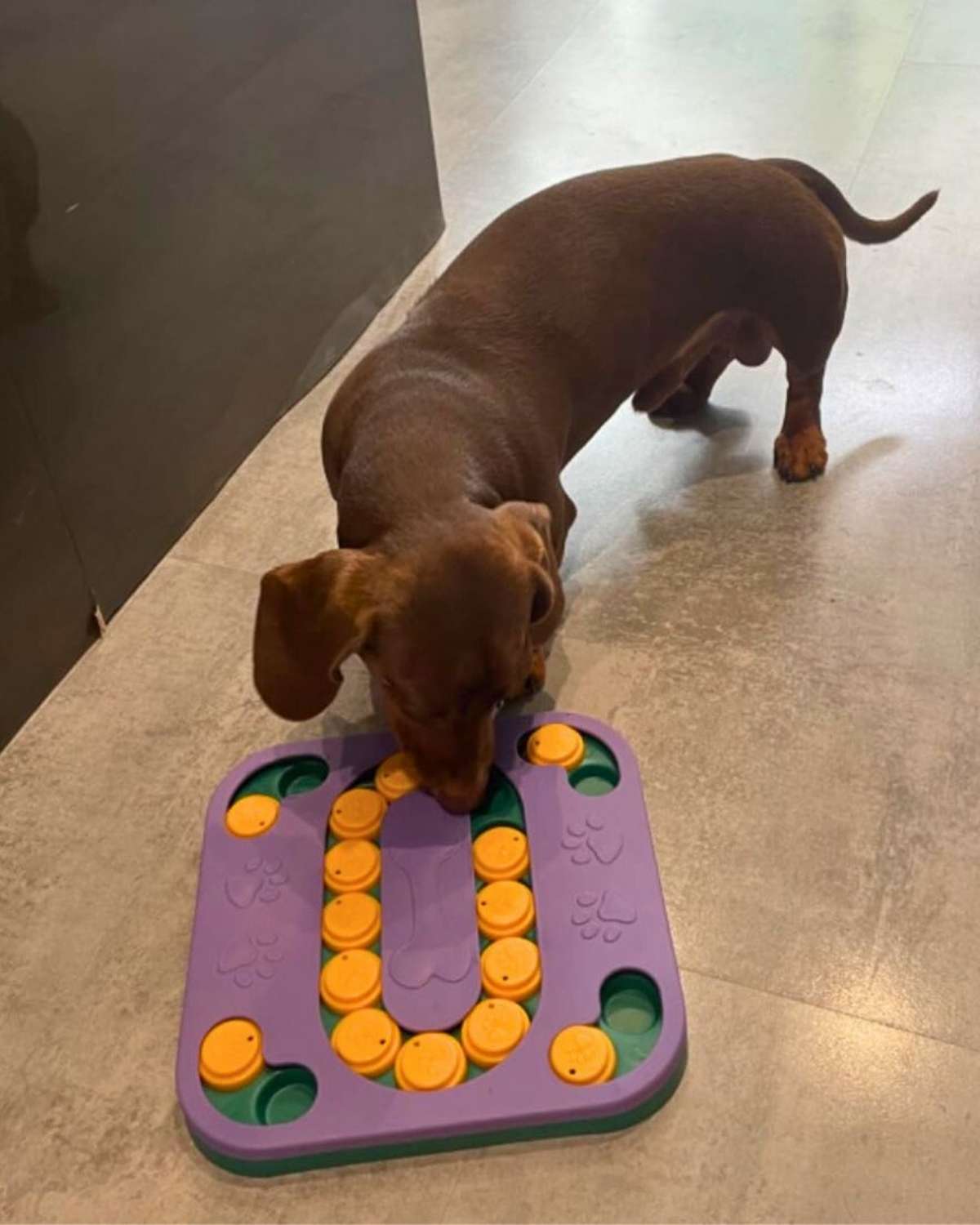 Off Leash Think & Treat