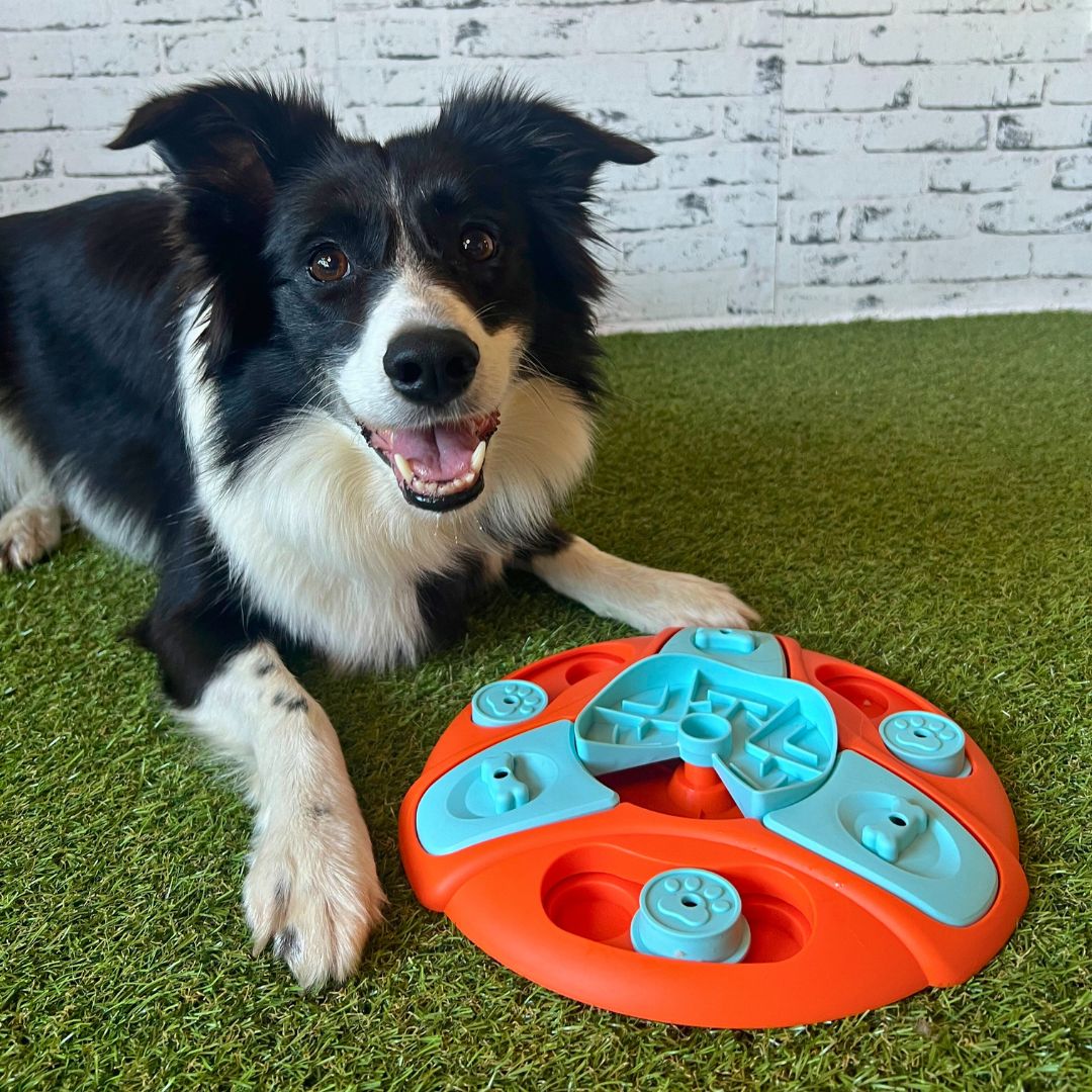 Interaktivna pasja igrača Sniff & Spin