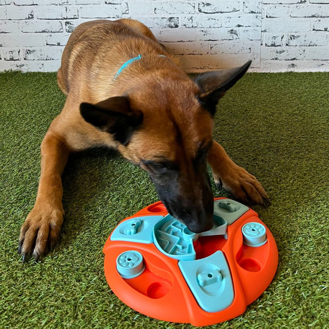 Interaktivna pasja igrača Sniff & Spin