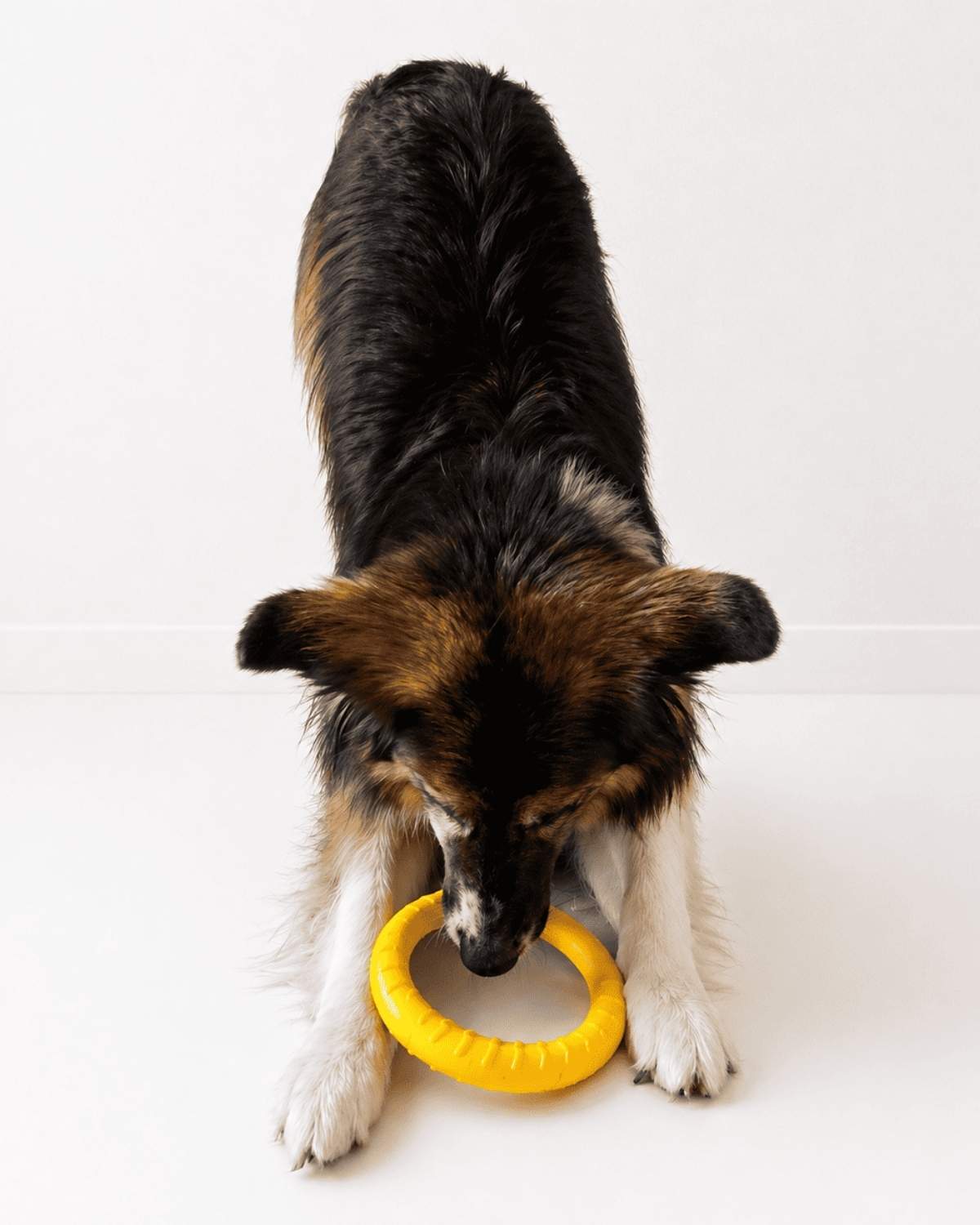 Off Leash Play Kit