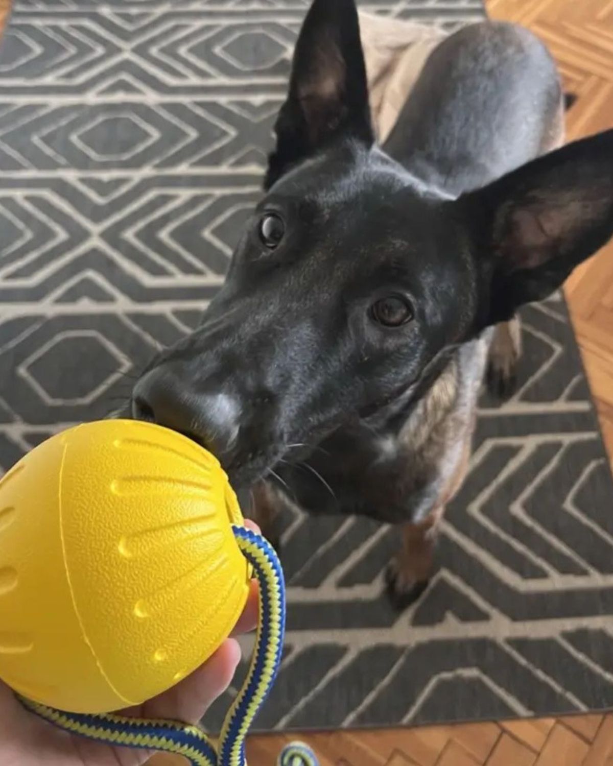 Off Leash Play Kit