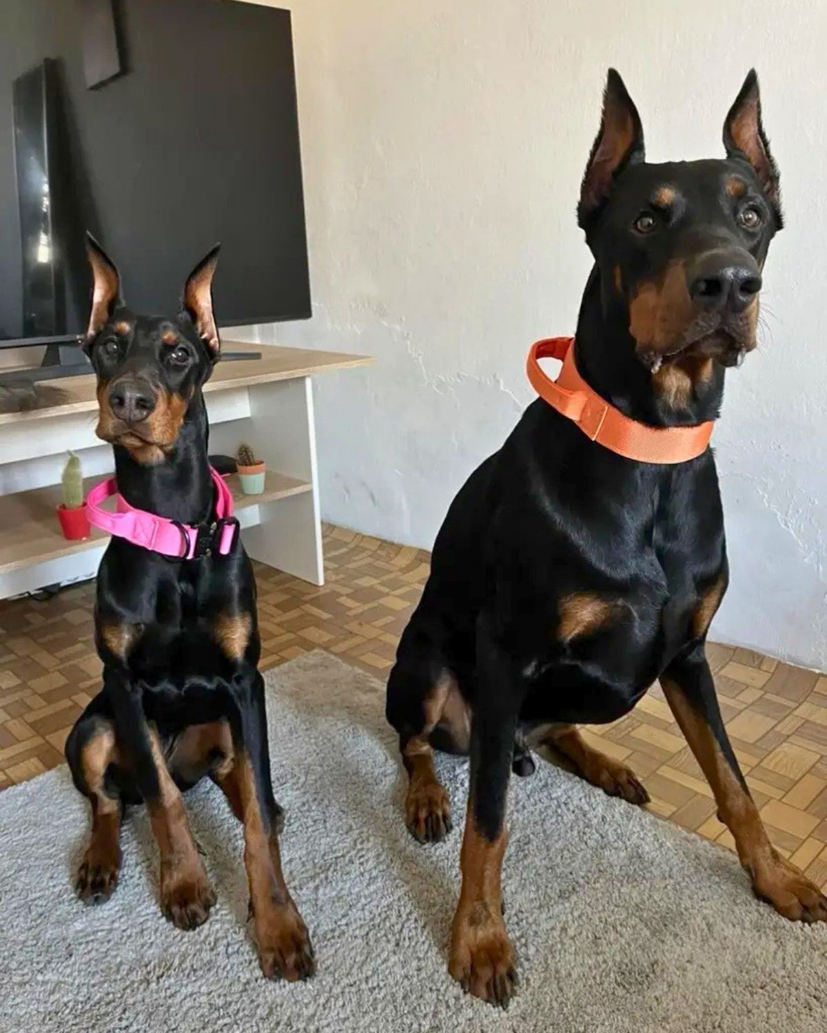 Off Leash Grip Collar