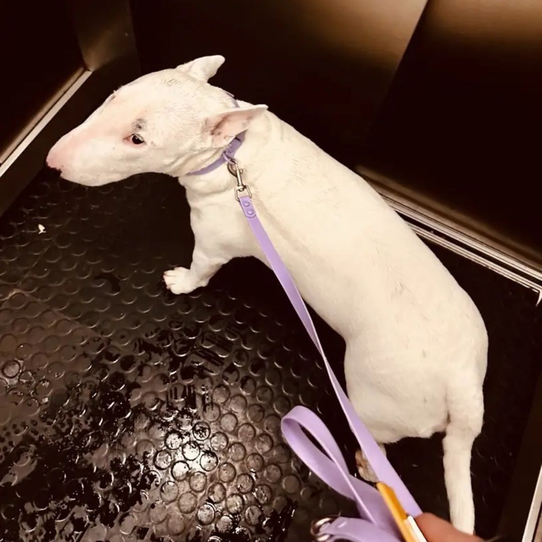 Rain Paw vodoodporen povodec