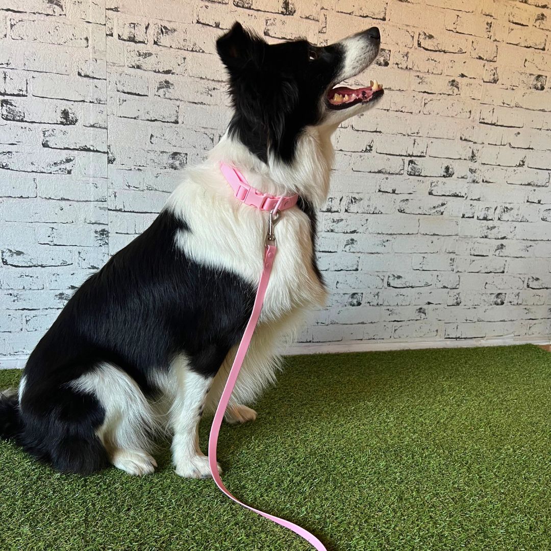 Rain Paw vodoodporen povodec