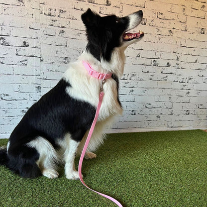 Rain Paw vodoodporen povodec