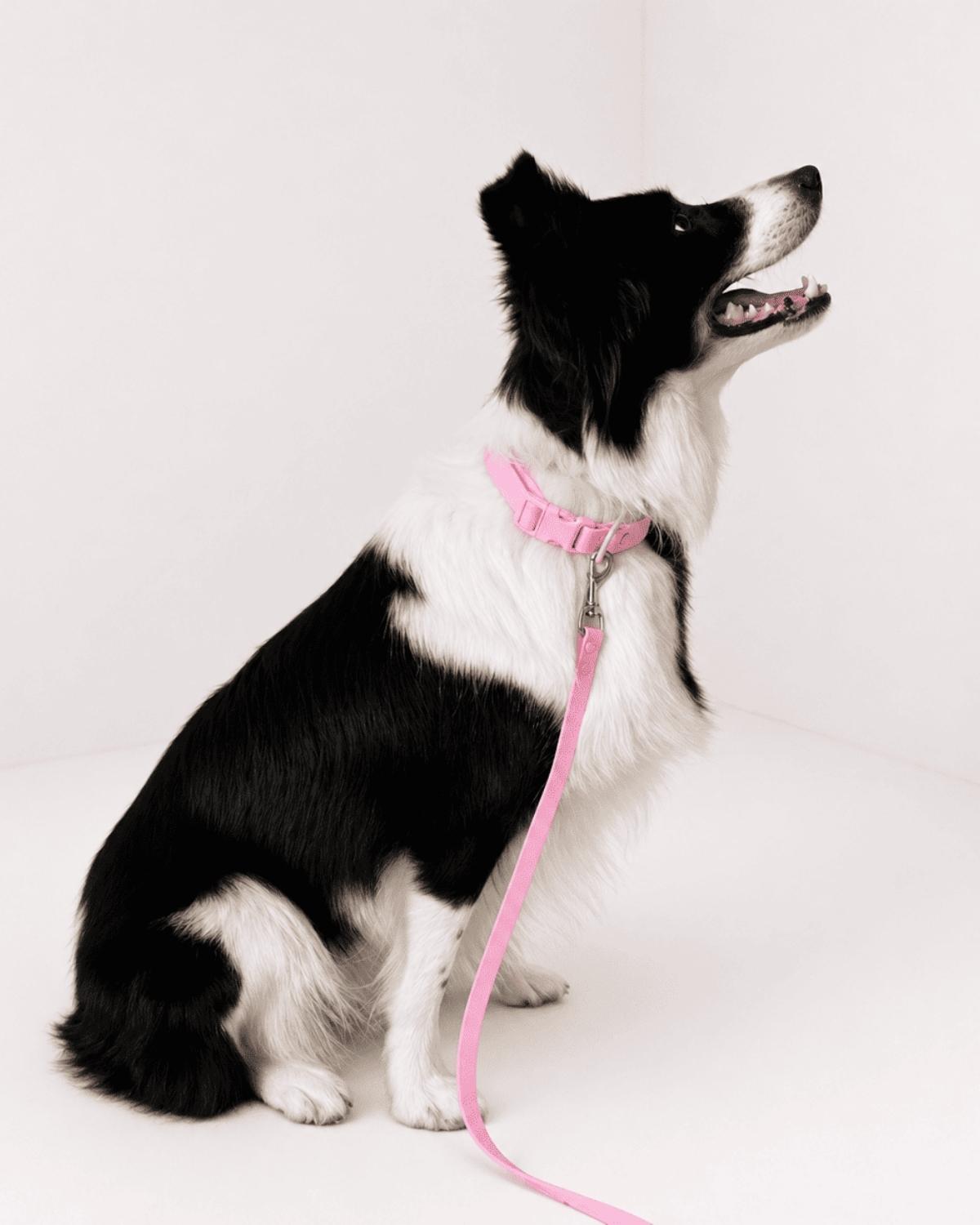 Off Leash Rain Collar