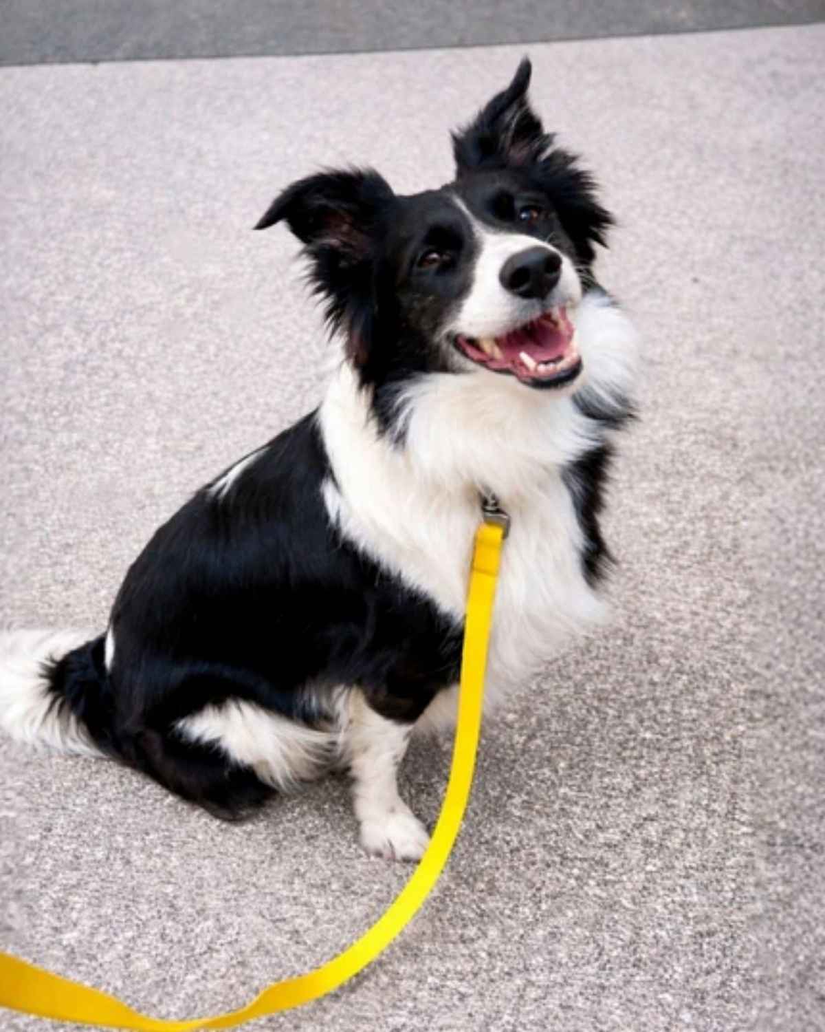 Off Leash Rain Kit