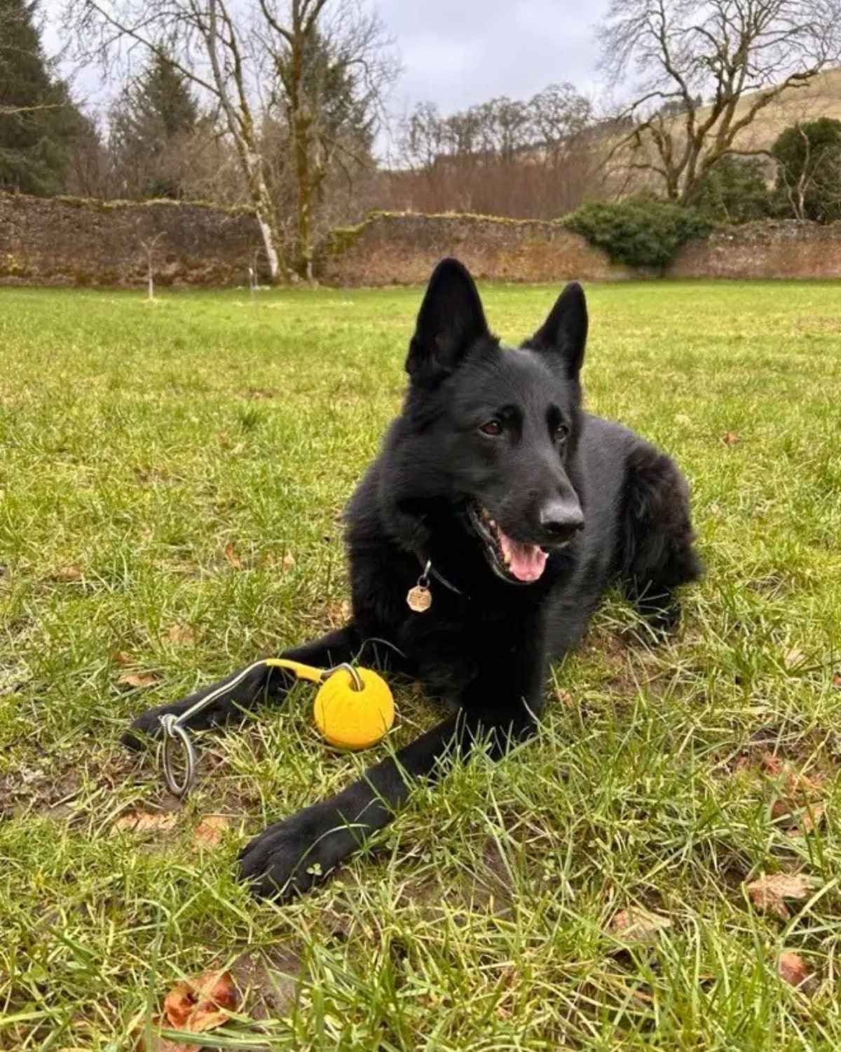 Off Leash Play Kit