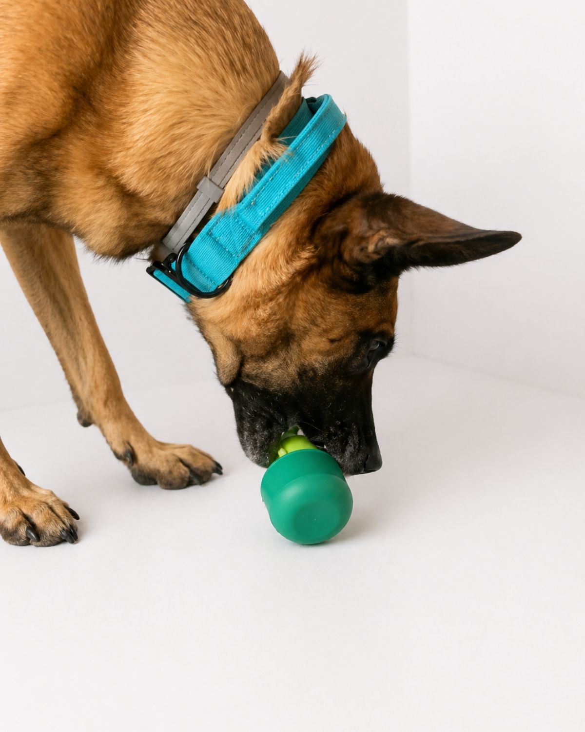 Off Leash Bear Bites