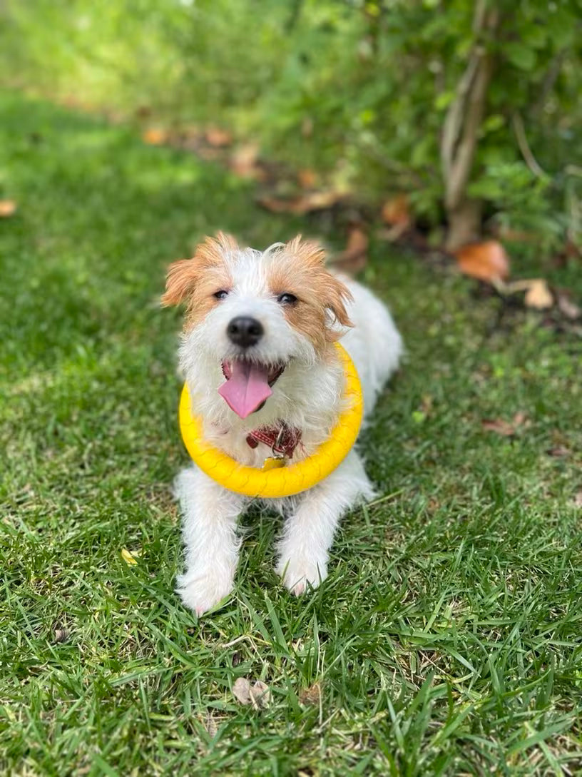 Off Leash Play Kit