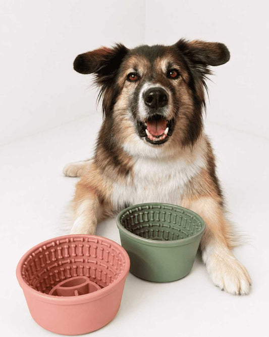 Off Leash Cup Maze 2v1