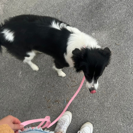 Vodoodporna pasja ovratnica in povodec
