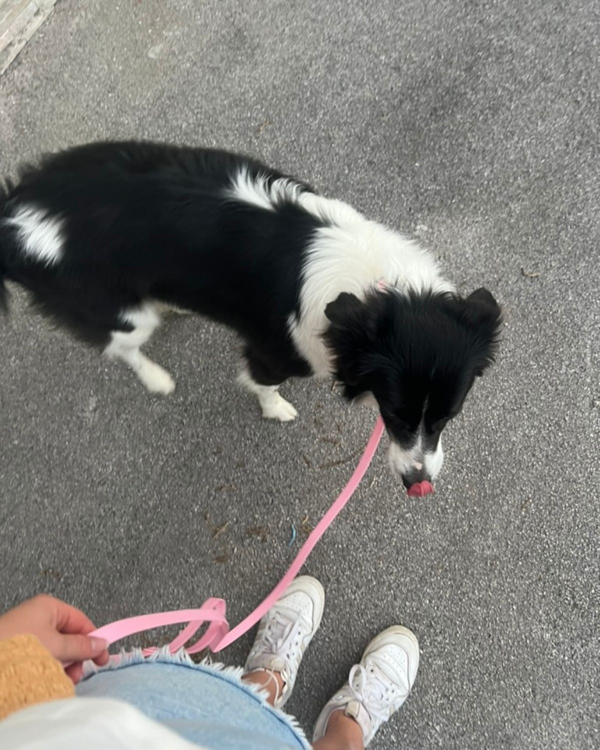 Vodoodporna pasja ovratnica in povodec