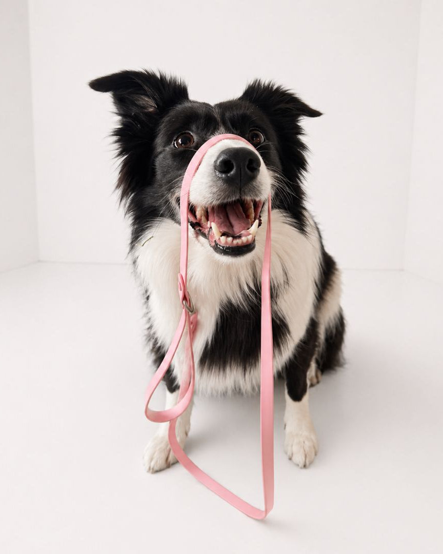 Off Leash Rain Kit